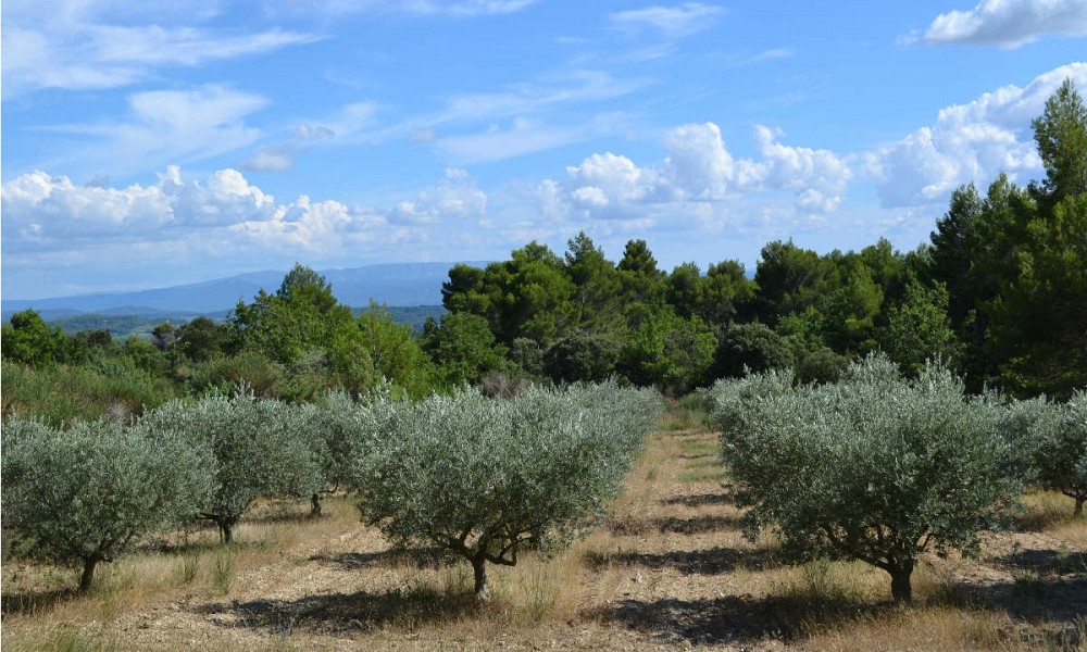 AOC Huile d'olive de Provence à Saint Martin de la Brasque